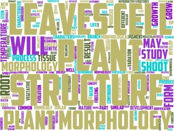 Phytomorphology Wordart Tie Dye