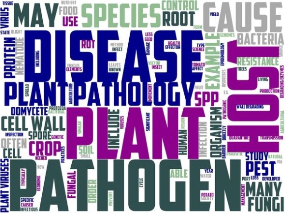 Phytopathology Wordart Print: Hand-Drawn Word Cloud
